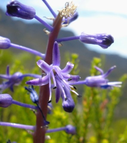 Spetaea lachenaliiflora flower